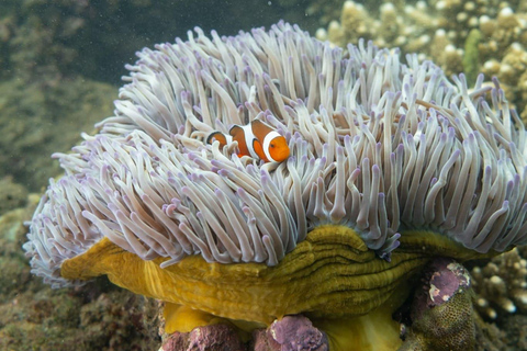 Lombok: Wycieczka snorkelingowa na tajne wyspy Gili