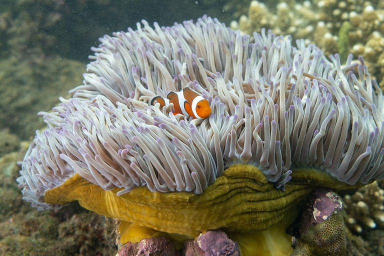 Lombok : Excursion secrète de plongée en apnée dans les îles Gili