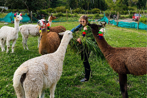 Llama Walk in the Inca Village of Ollantaytambo