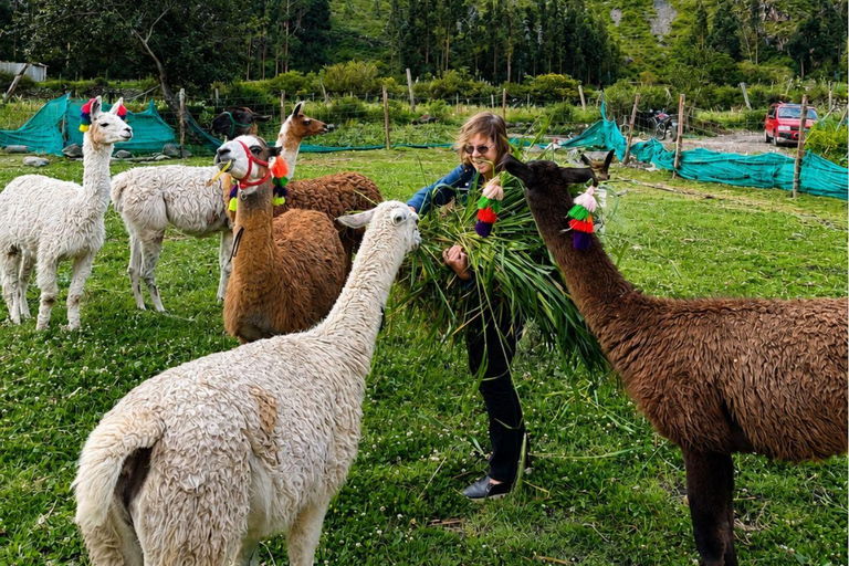 Llama Walk in the Inca Village of Ollantaytambo