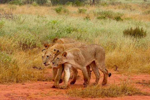 Nairobi: 4 Days epic trip to Amboseli, Tsavo West & East