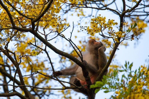 Marvelous Monkey Mountain - Son Tra Peninsula Private Tour Monkey mountain - Son Tra Peninsula Private Tour (No meal)