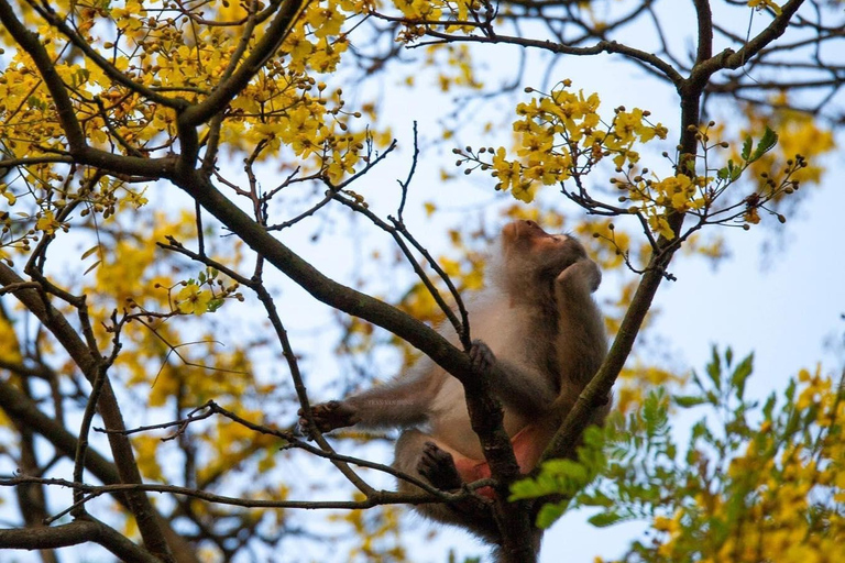 Marvelous Monkey Mountain - Son Tra Peninsula Private Tour Monkey mountain - Son Tra Peninsula Private Tour (No meal)