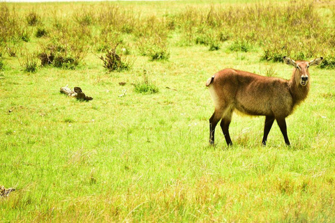 Nairobi: 3-Day epic trip to Maasai Mara Reserve with meals 3 days, 2 nights private safari to Mara in a tourist VAN