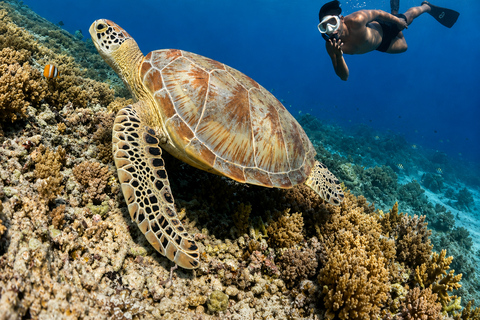 Gili Trawangan: Private Snorkeling Tour 2 Hours