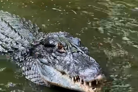 Private Tour in Manaus: Science Forest and Amazonas Theater