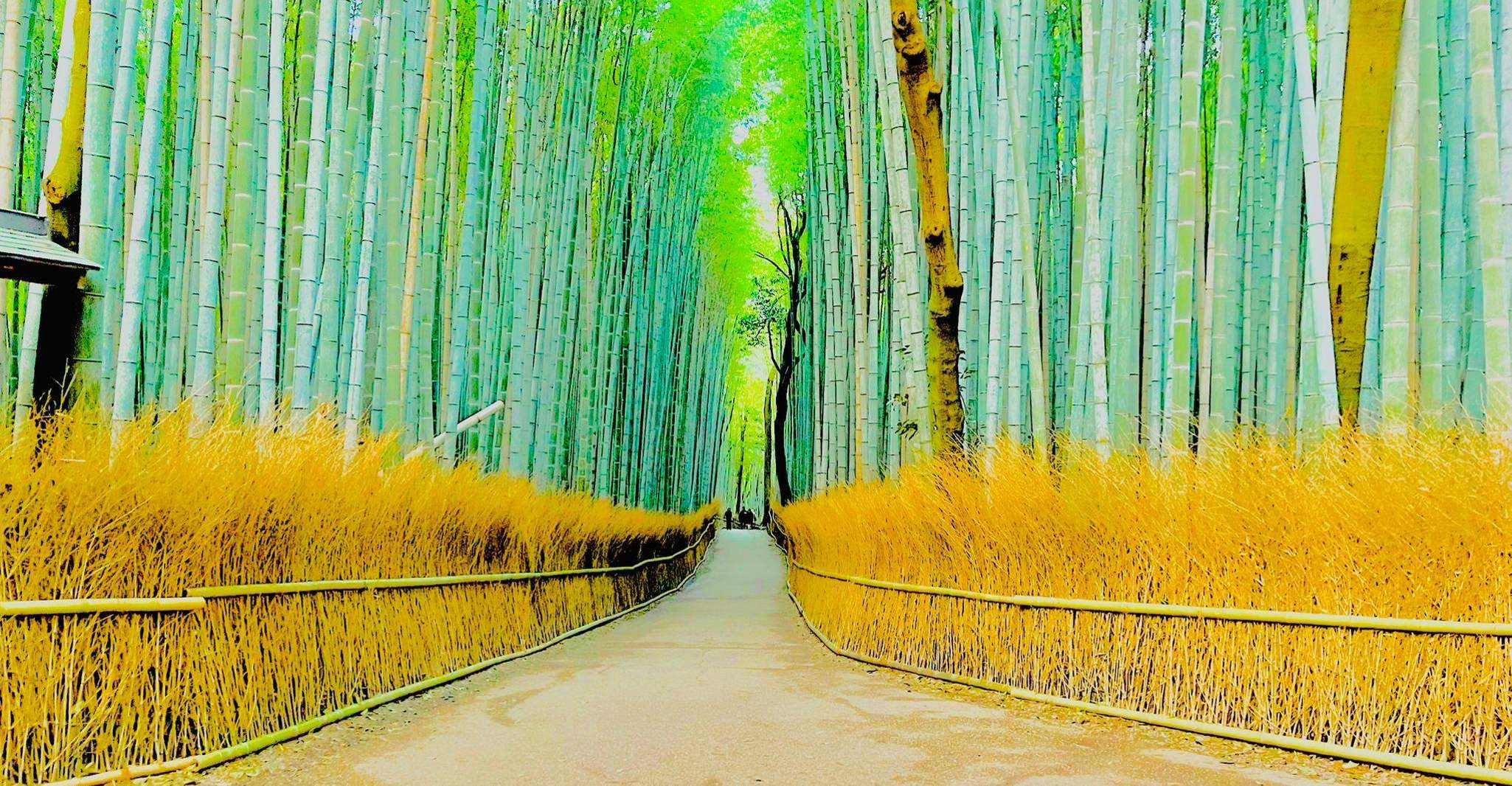 Kyoto: Private guided Tour with English speaking guide