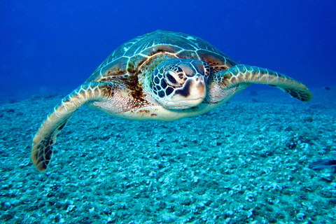 Galle Private Day Tours With Sea Turtle Visit &amp; Boat Safari