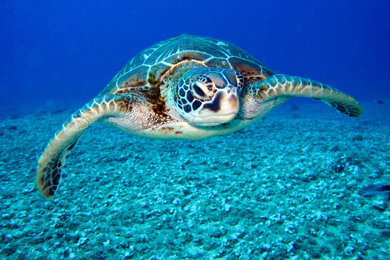 Galle Private Tour mit Besuch der Meeresschildkröte und Bootstour