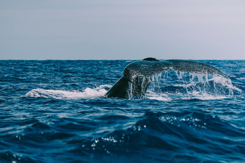 Mauritius: Whale and Dolphin Watching Speedboat Tour