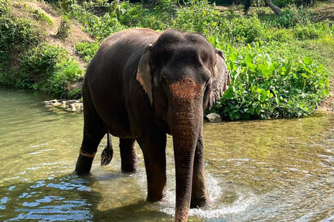 Krabi: Experiencia ética de cuidado de elefantes con traslado al hotelKrabi: Experiencia ética de cuidado de elefantes con servicio de recogida del hotel