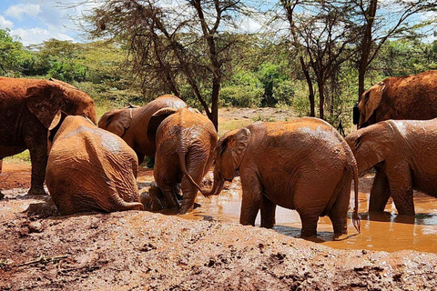 Nairobi; Excursión al Parque Nacional de Nairobi y al Orfanato de Elefantes