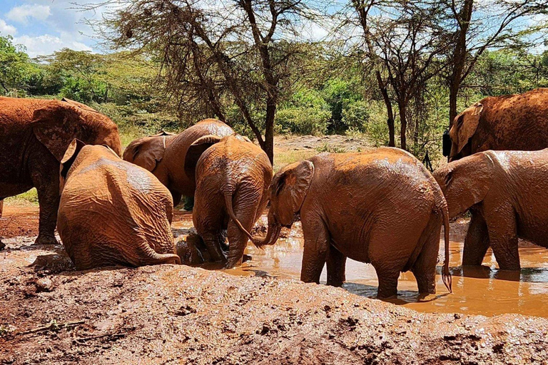 Nairobi National Park and Elephant Orphanage Day Excursions