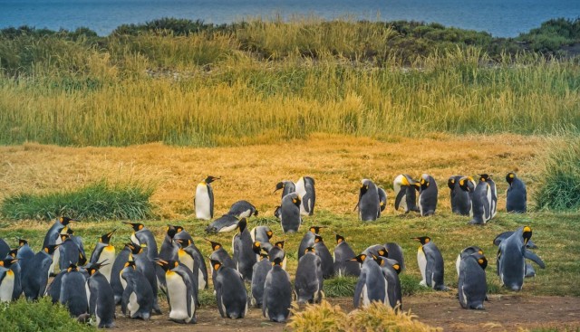 Visit One Day Adventure in Tierra del Fuego King Penguins in Santiago