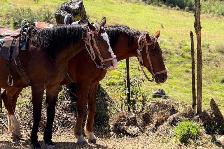 Ronda: Andalusian Panoramic Valley Horseback Experience