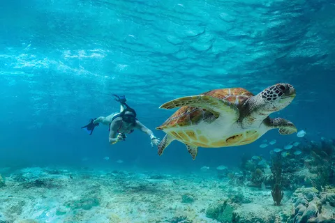 Tulum, Nager avec les tortues à Akumal, Cenote + Déjeuner & Beach Club