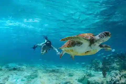 Tulum, Nado con tortugas en Akumal, Cenote + Comida y Club de playa