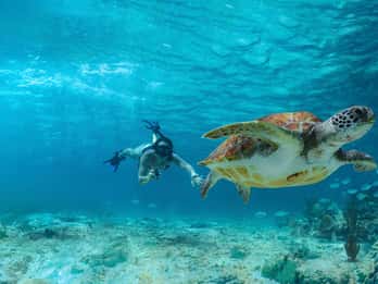 Tulum, Swim with turtles in Akumal, Cenote + Lunch & Beach Club