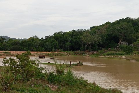 Da Dambulla/Sigiriya/: Safari di 4 ore nel Parco Nazionale di Minneriya