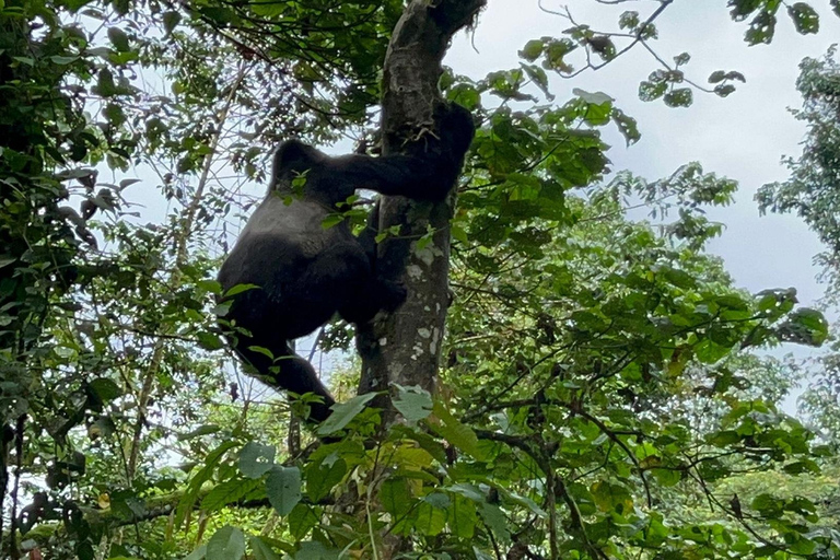 3 Daagse Oeganda Gorilla Safari naar Bwindi Forest