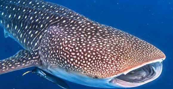 BORACAY: Mini Zoo Visit and Whale Shark Watching Tour