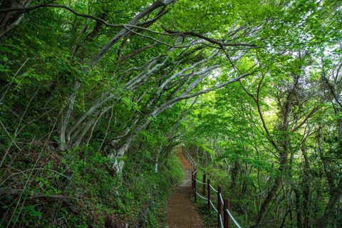 Busan Bongnaesan mountain 395m Morning Hiking Tour