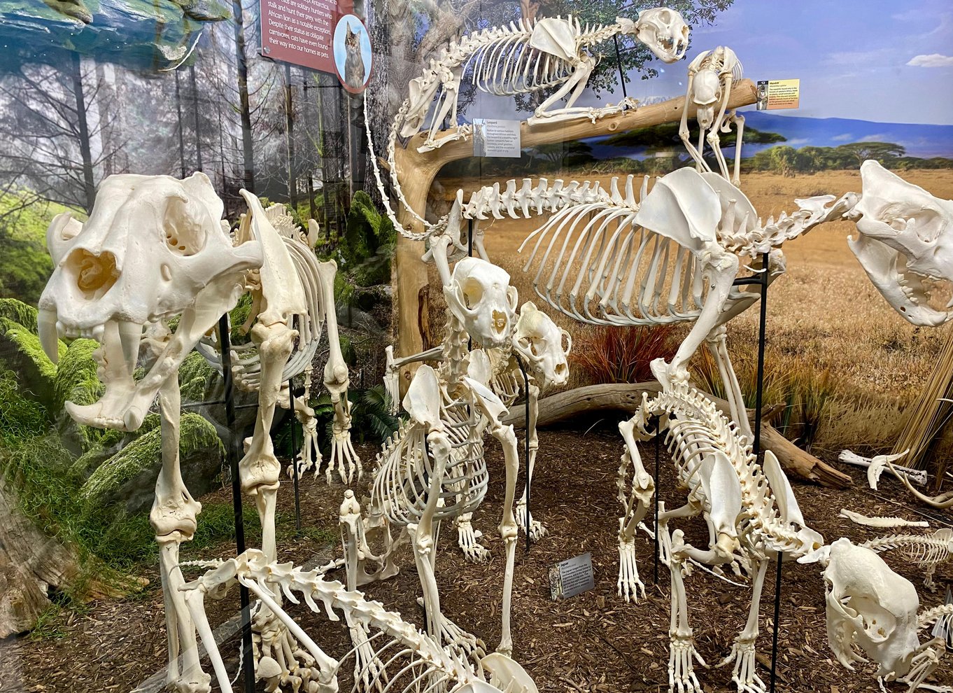 Oklahoma City: SKELETONS: Billet til Museum of Osteology