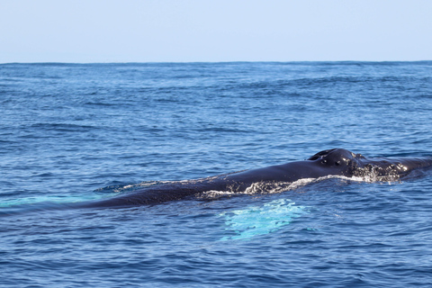 UNIQUE Wale und Vulkane, 2 Halbtage, Faial, Azoren