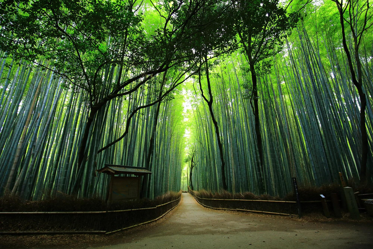 Arashiyama&Fushimi Inari&Nara Park: Classic One-Day Tour