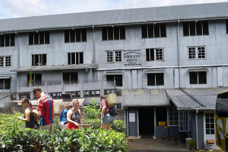 Vanuit Colombo: Excursie van een dag naar Kandy, Pinnawala en de Theefabriek