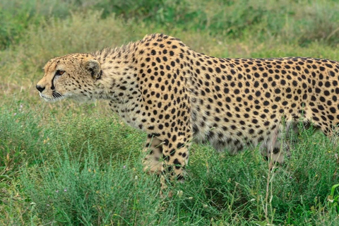 Promenade d'une demi-journée dans le parc national de Nairobi