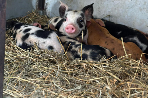 From Brisbane: White Ridge Farm - Animal Farm