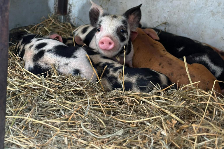 From Brisbane: White Ridge Farm - Animal Farm