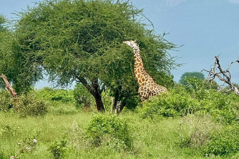 3-Day Safari in Tsavo East, Ngutuni, & Salt Lick – Big Five & Sunset Views 3-Day Safari in Tsavo East, Ngutuni & Salt Lick – Big Five & Sunset Views