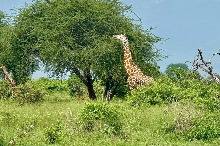 3-Day Safari in Tsavo East, Ngutuni, & Salt Lick – Big Five & Sunset Views 3-Day Safari in Tsavo East, Ngutuni & Salt Lick – Big Five & Sunset Views