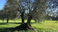 Oristano, Olive Tree Grove Guided Visit avec dégustation - Housity