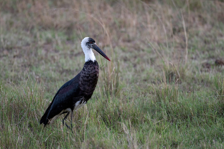 Viaggio di un giorno da Nairobi a Maasai Mara - AWNairobi: Escursione di un giorno nella Riserva Nazionale di Maasai Mara - Privato