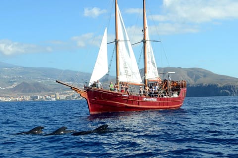 Teneriffa: Whale Watching & Schwimmen ab Los Cristianos