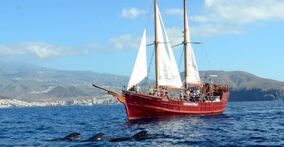 Tenerife: Whale Watching Cruise & Swim from Los Cristianos