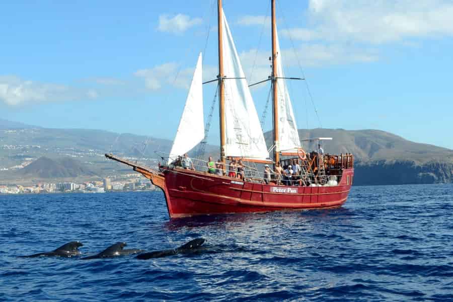 Teneriffa: Whale Watching & Schwimmen ab Los Cristianos. Foto: GetYourGuide