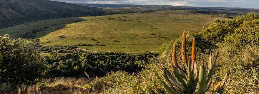 Réserve d'Amakhala : safari Big 5 d'une demi-journée