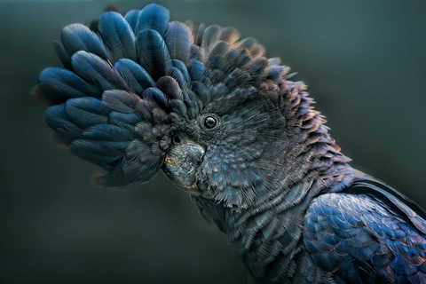 Intimate Blue Mountains Wild Kangaroos, Wilderness & Sunset
