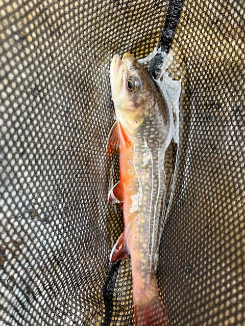 Shenandoah Valley, Fly Fishing Trip Full Day with Lunch - Housity
