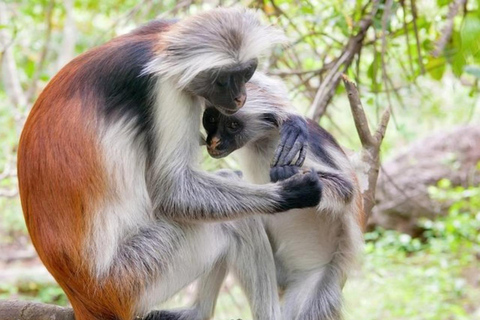 Zanzibar: Jozani Forest, local Zoo & Salam Cave Turtle Swim Private Tour + Tickets + Transfer + Guide