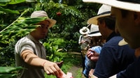 Descubre los secretos del Cafe, Cacao y Cascada en Minca - Housity