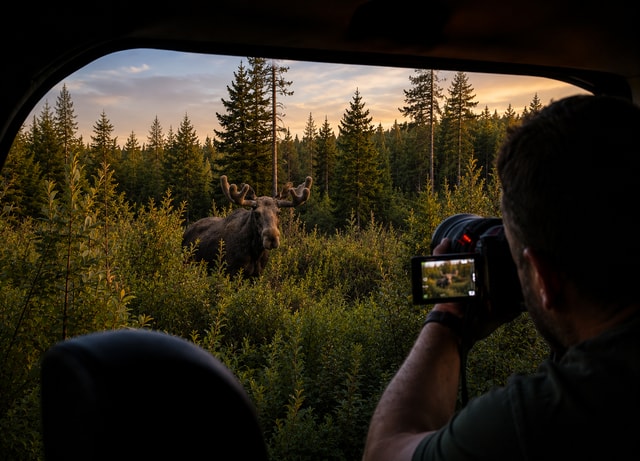 Rovaniemi: Unlimited-KM Moose & Arctic Wildlife Safari