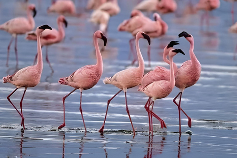 Abijata–Shalla Lakes 2-Day Birdwatching & Wildlife Tour