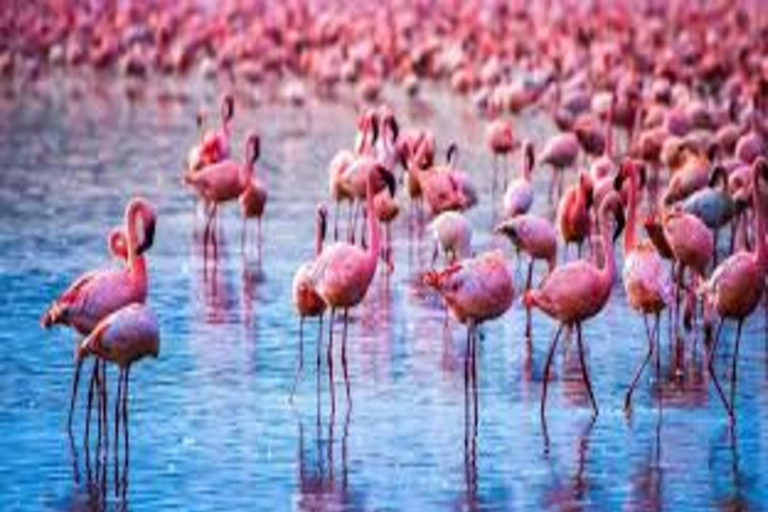 Nairobi: 5-Day Lake Nakuru, Lake Elementaita & Masai Mara …