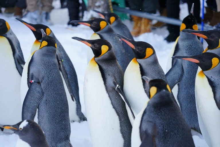 Asahiyama Zoo, Biei, and Ningle Terrace Night View Tour