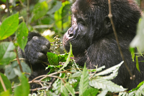 5 giorni di Parco nazionale dei Gorilla, del Lago Bunyoyi e del Lago Mburo